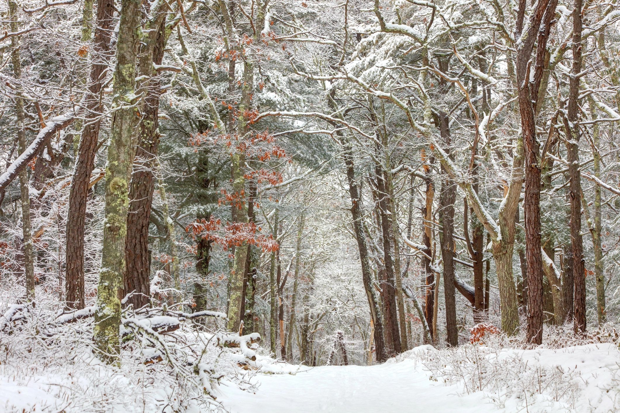 mailbox in winter Cape Cod